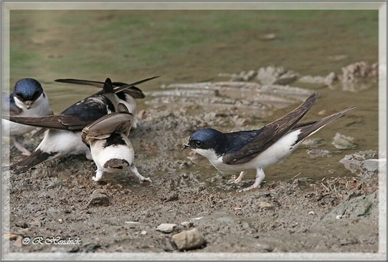 Common House Martin