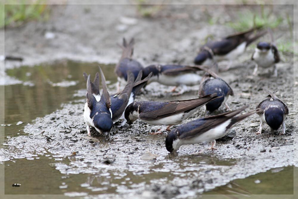 Western House Martin