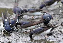 Western House Martin