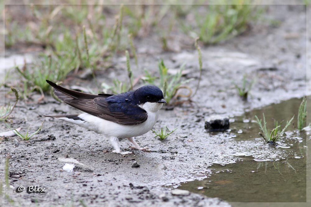 Common House Martin