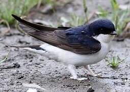 Common House Martin