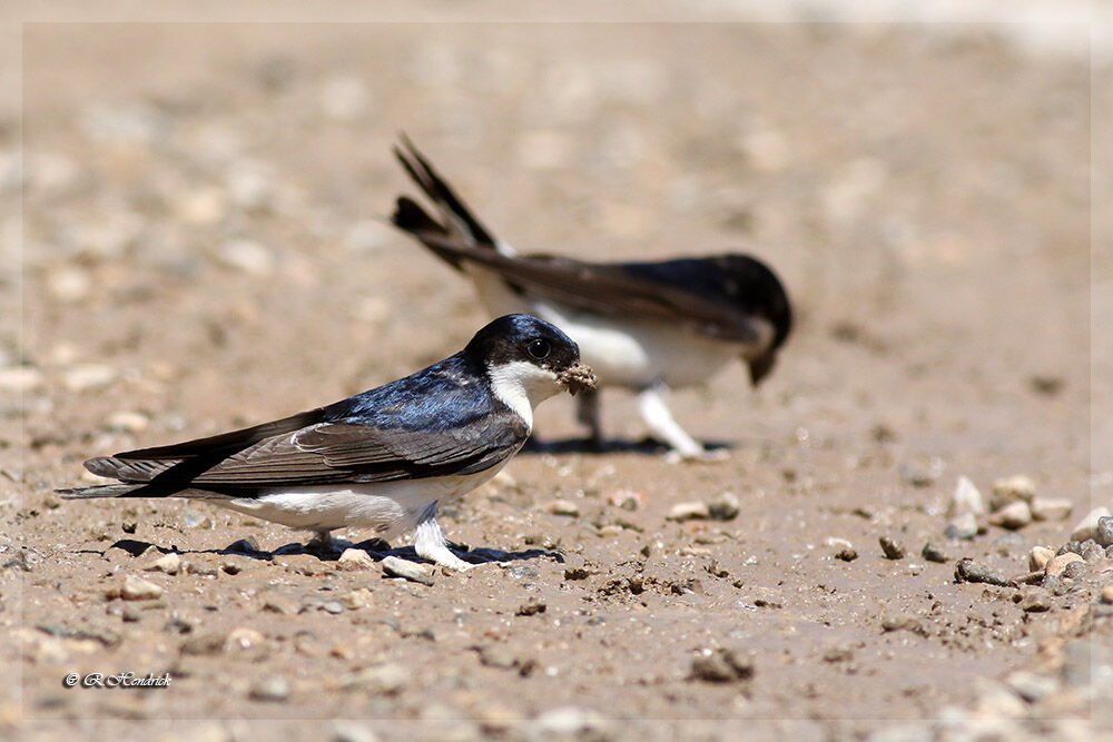 Common House Martin