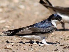 Common House Martin