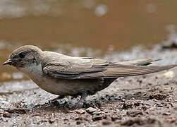 Eurasian Crag Martin