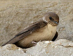 Eurasian Crag Martin