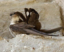 Eurasian Crag Martin