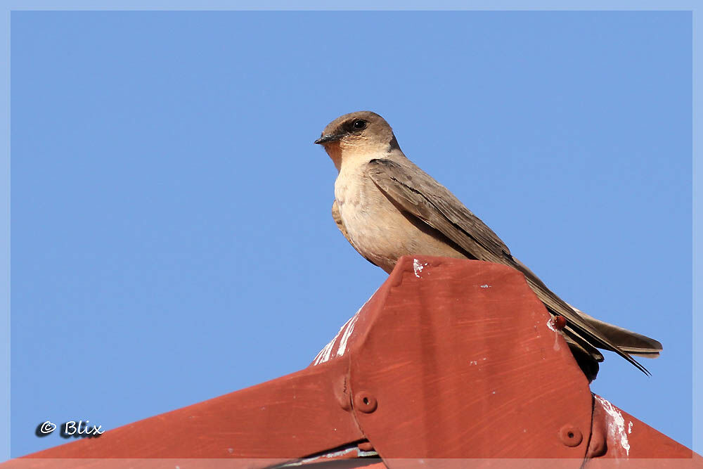 Hirondelle isabelline