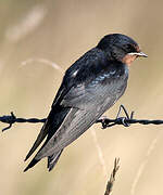 Barn Swallow