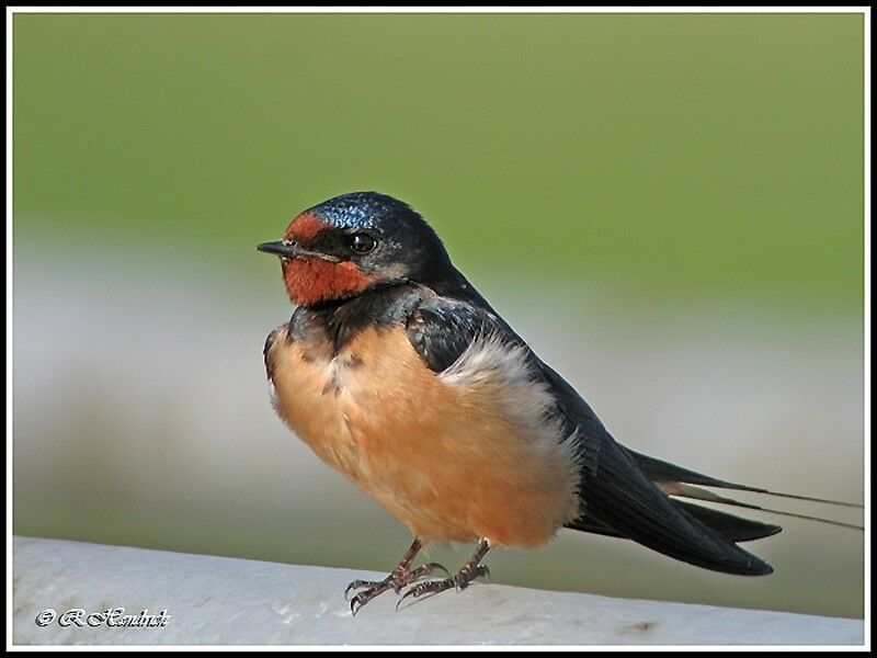 Barn Swallow