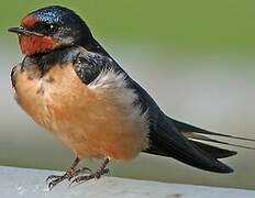 Barn Swallow