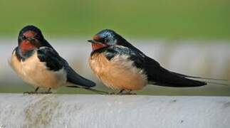 Barn Swallow