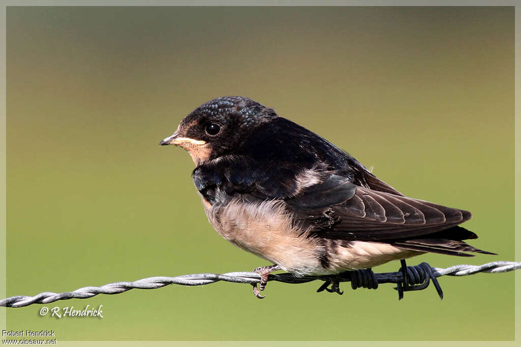 Hirondelle rustiquePoussin, identification