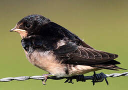 Barn Swallow