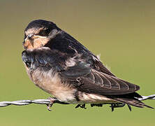 Barn Swallow