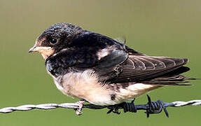 Barn Swallow