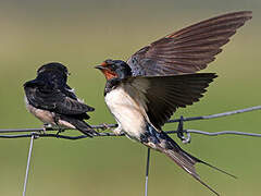 Barn Swallow