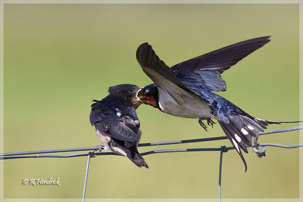 Barn Swallow