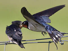 Barn Swallow