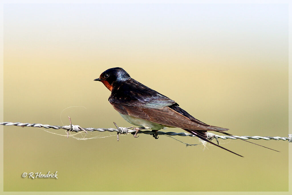 Barn Swallow