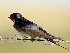 Barn Swallow