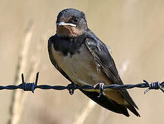 Barn Swallow