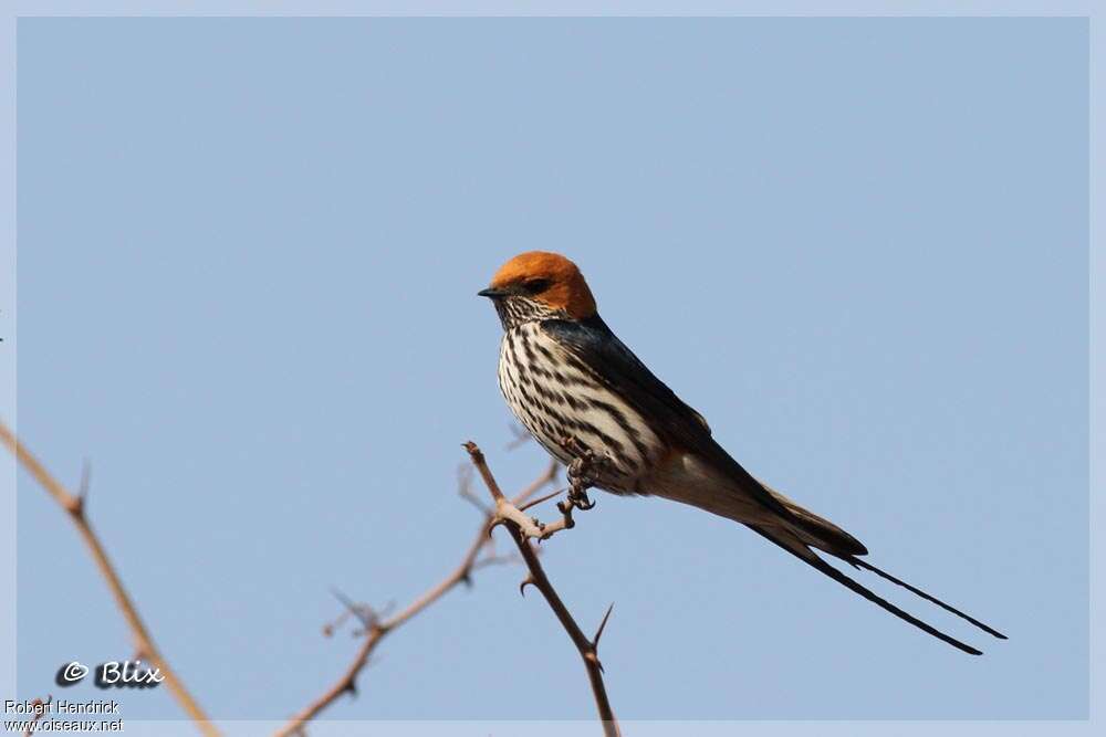 Lesser Striped Swallowadult