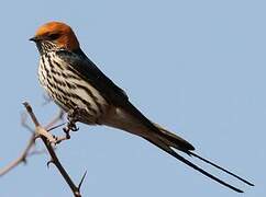 Lesser Striped Swallow