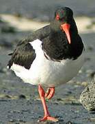 Eurasian Oystercatcher