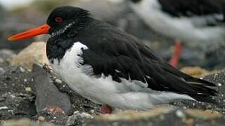 Eurasian Oystercatcher