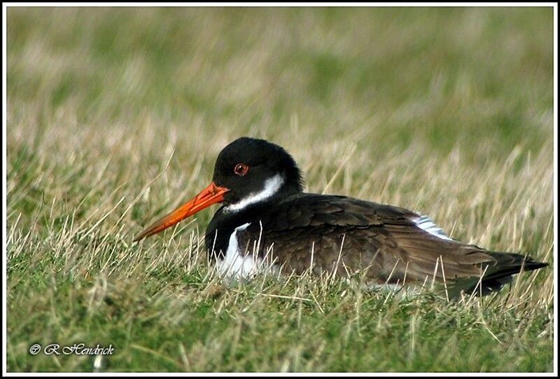 Eurasian Oystercatcher