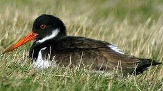 Eurasian Oystercatcher