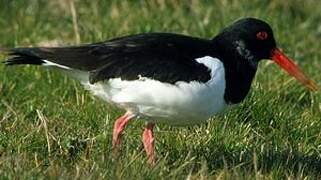 Eurasian Oystercatcher