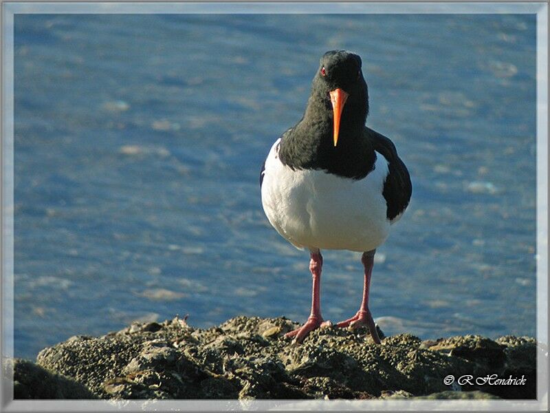 Eurasian Oystercatcher