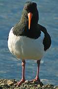 Eurasian Oystercatcher