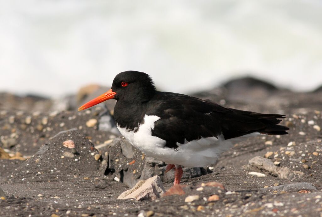 Eurasian Oystercatcher