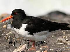 Eurasian Oystercatcher