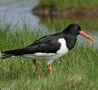 Eurasian Oystercatcher