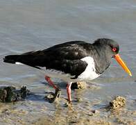 Eurasian Oystercatcher