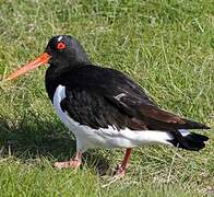 Eurasian Oystercatcher