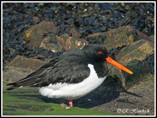 Eurasian Oystercatcher