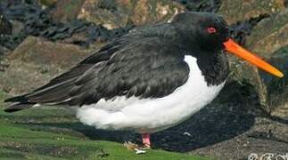 Eurasian Oystercatcher