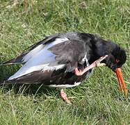 Eurasian Oystercatcher