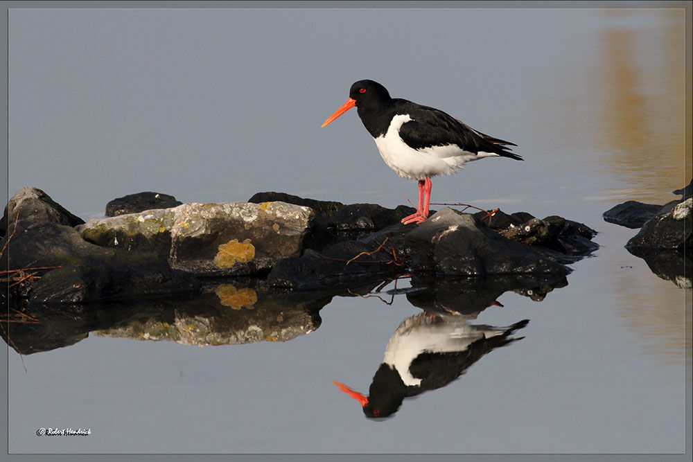 Eurasian Oystercatcher