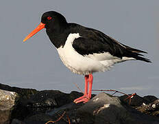 Eurasian Oystercatcher