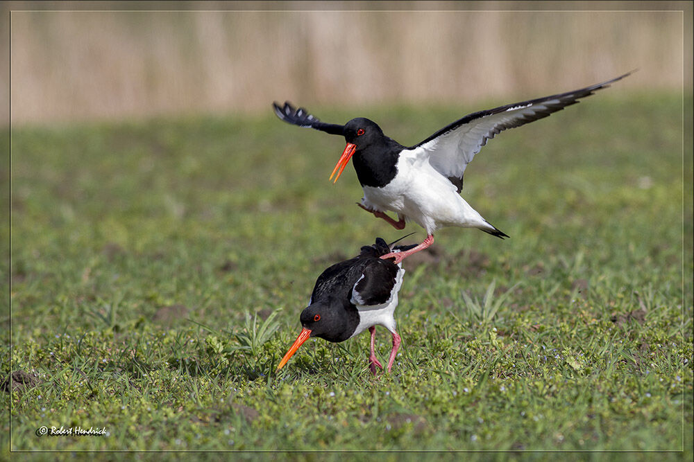 Eurasian Oystercatcher