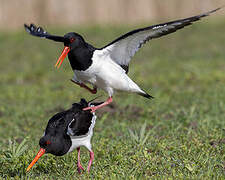 Eurasian Oystercatcher