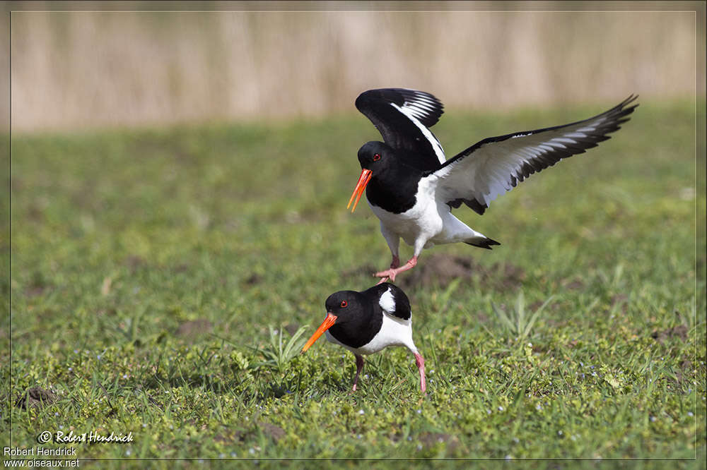 Eurasian Oystercatcheradult, mating.