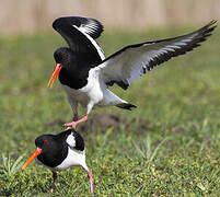 Eurasian Oystercatcher