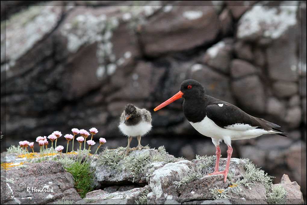 Eurasian Oystercatcher