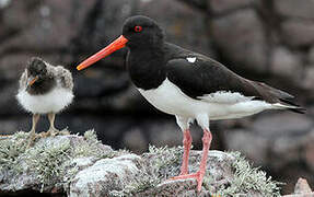 Eurasian Oystercatcher